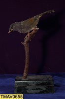 藏品(藪鳥)的圖片